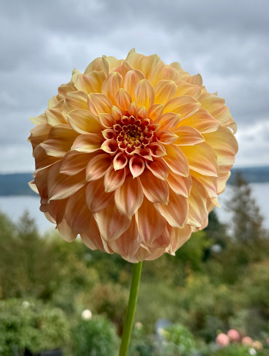 Bracken Glenda