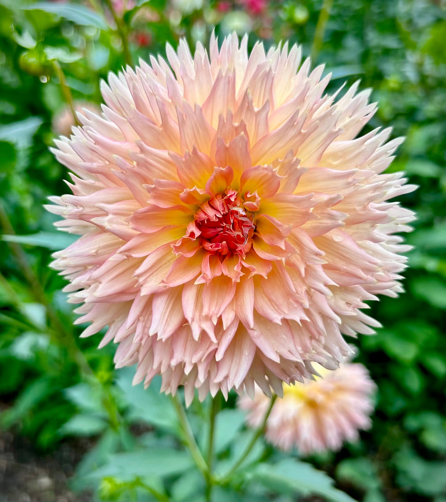 Lakeview Peach Fuzz