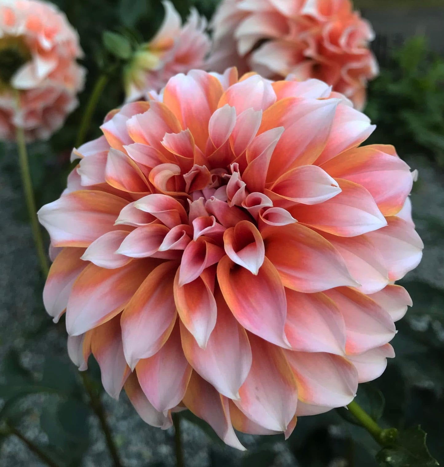 Peaches 'n' Cream