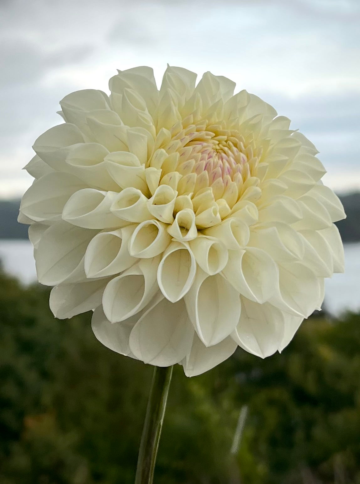 Ferncliff Bride