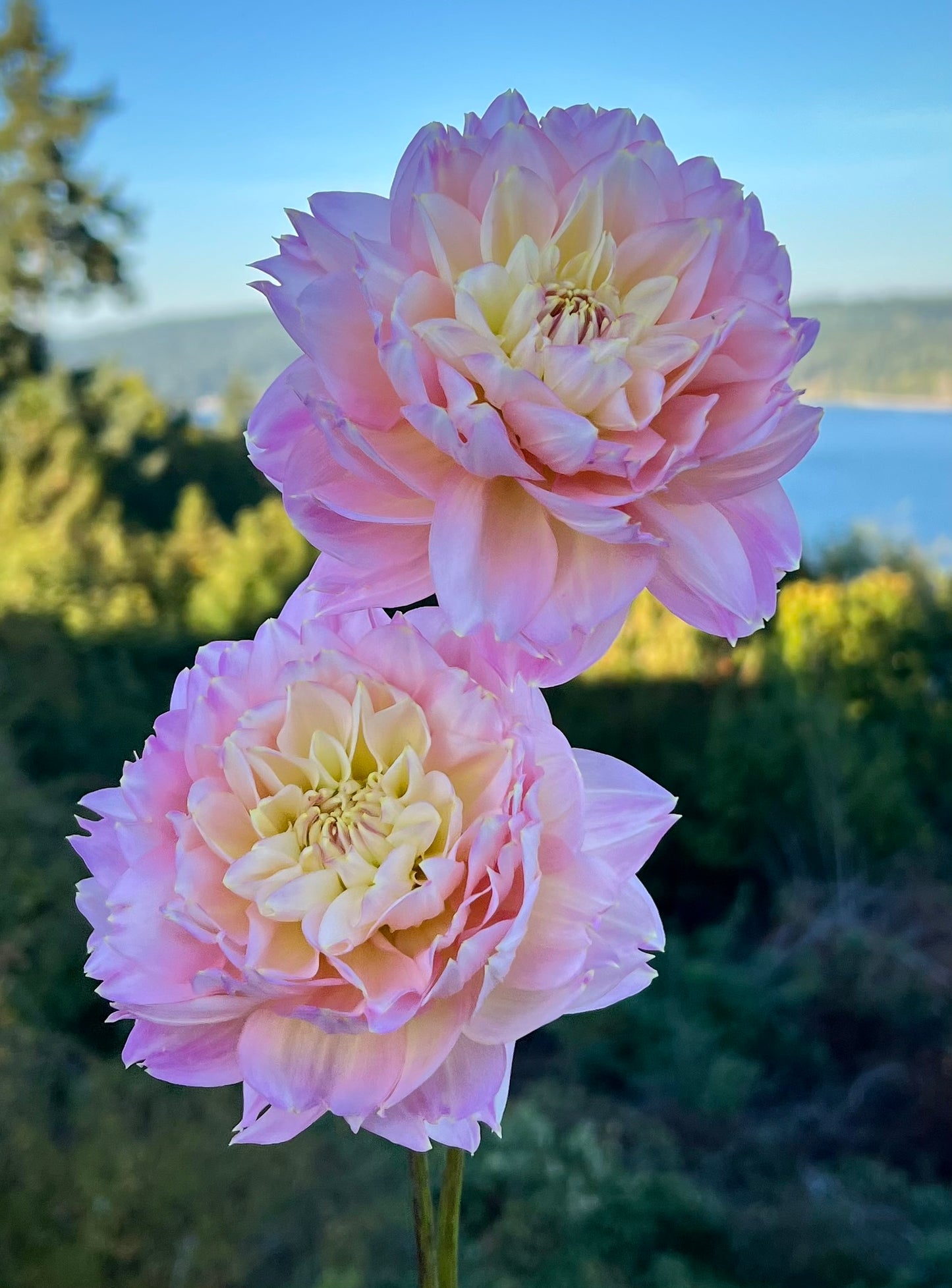 Rosemary Webb