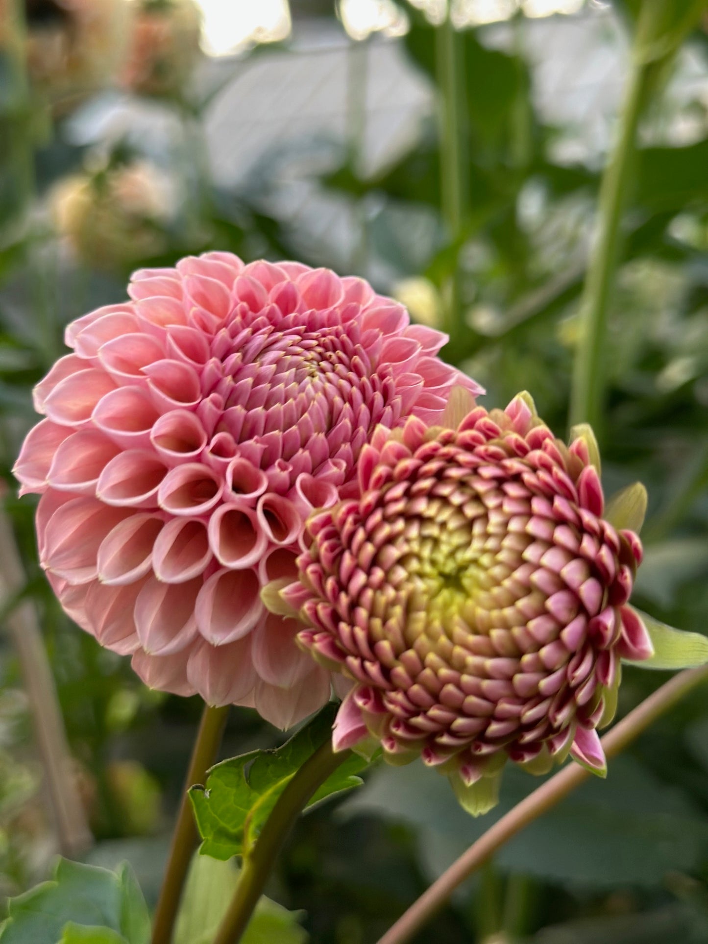 Bracken Rose