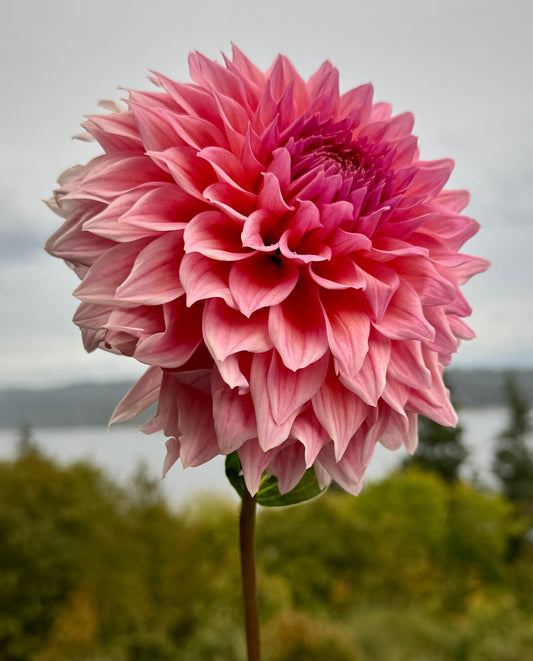 Wyn's Pink Pearl