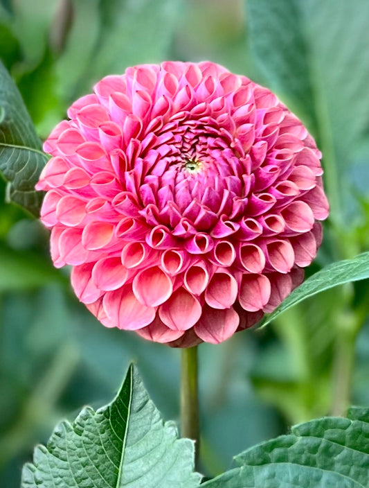 Bracken Rose