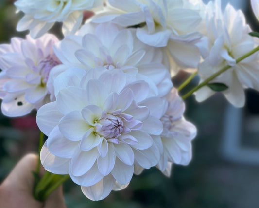 Porcelain