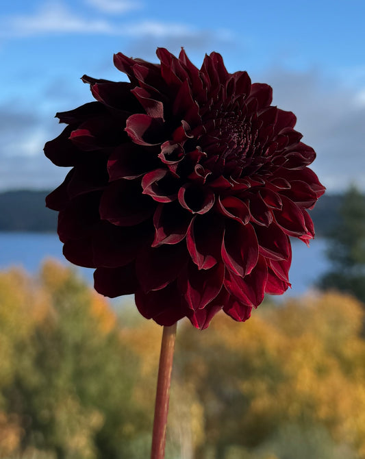 River's Dark Chocolate