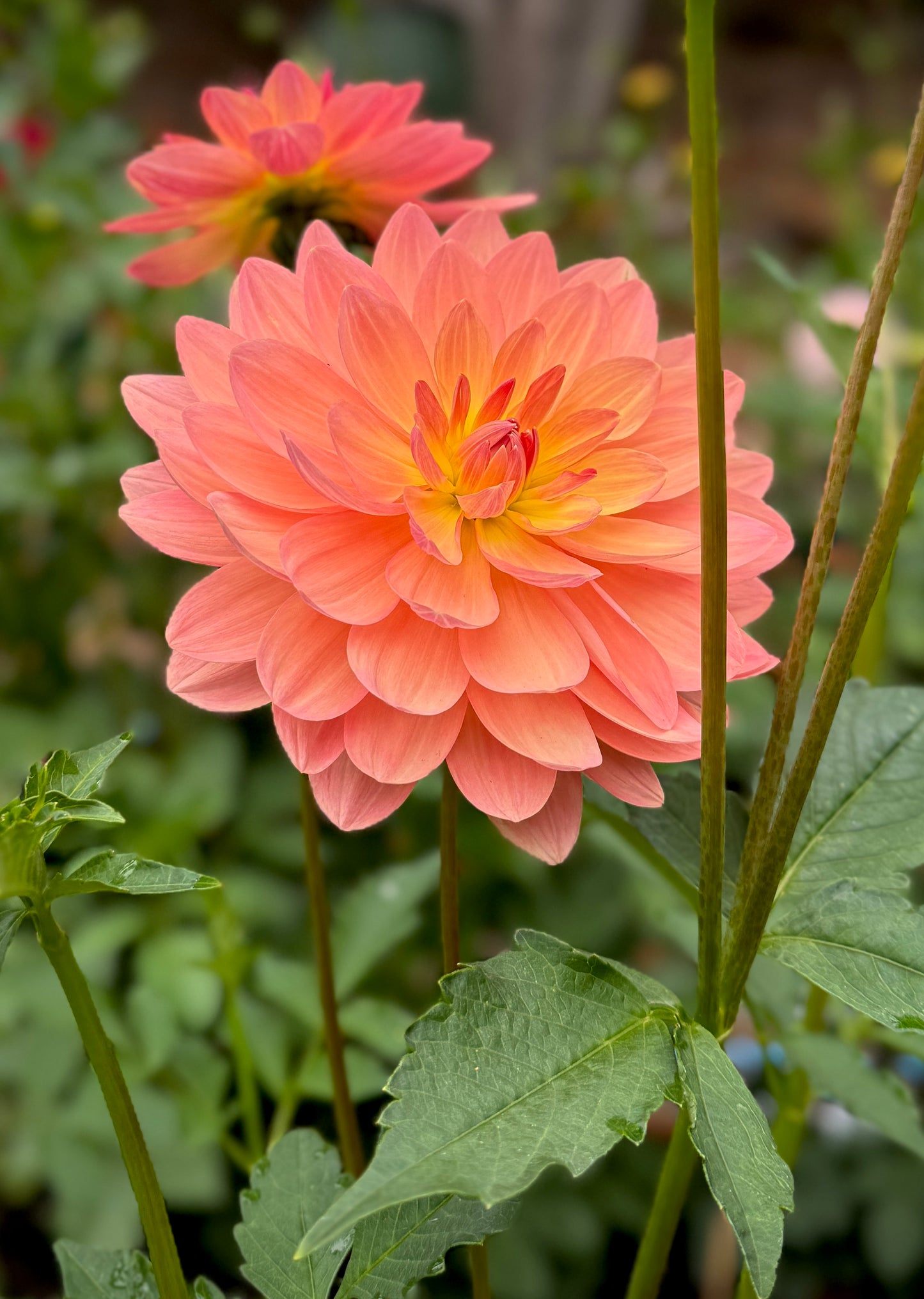Chimacum Cathleen