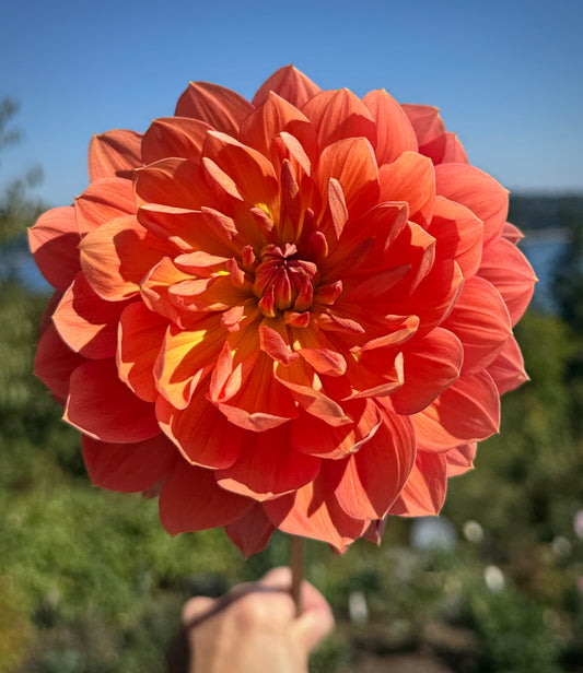 Hollyhill Daydream