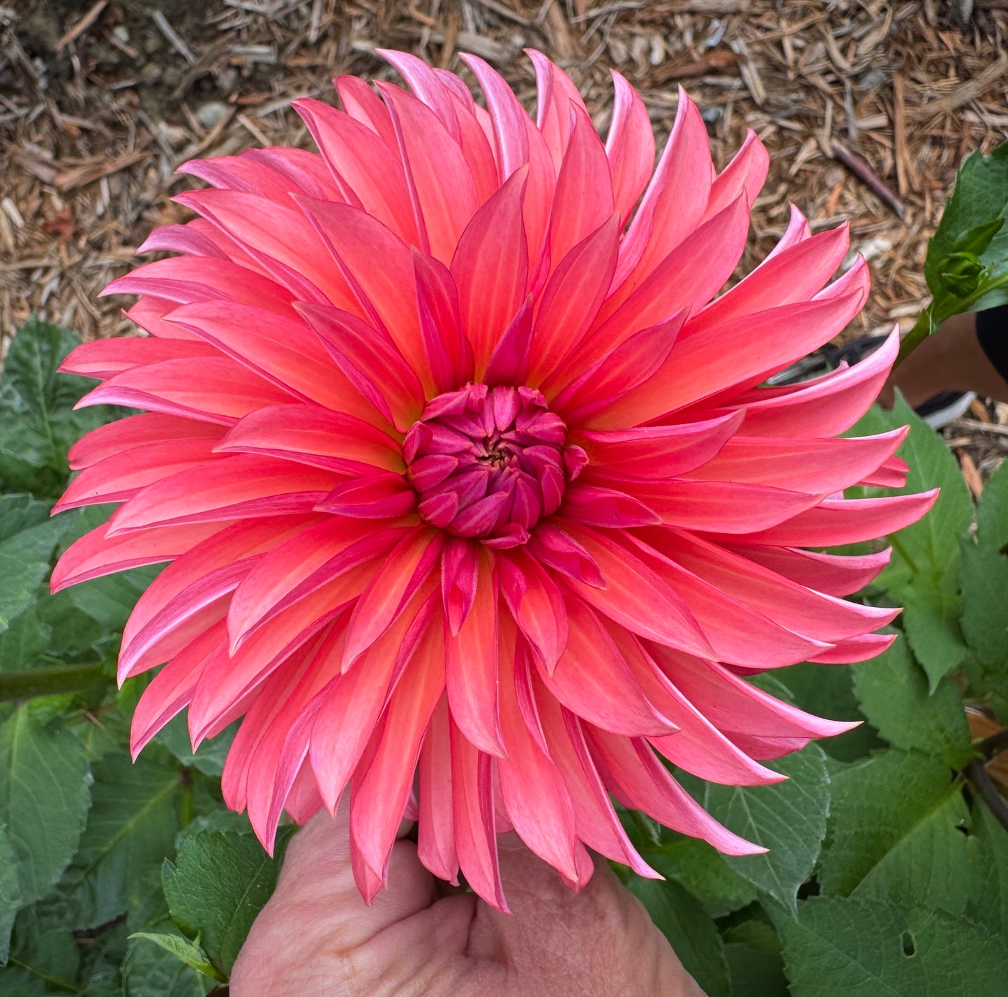 Sandia Ruthie