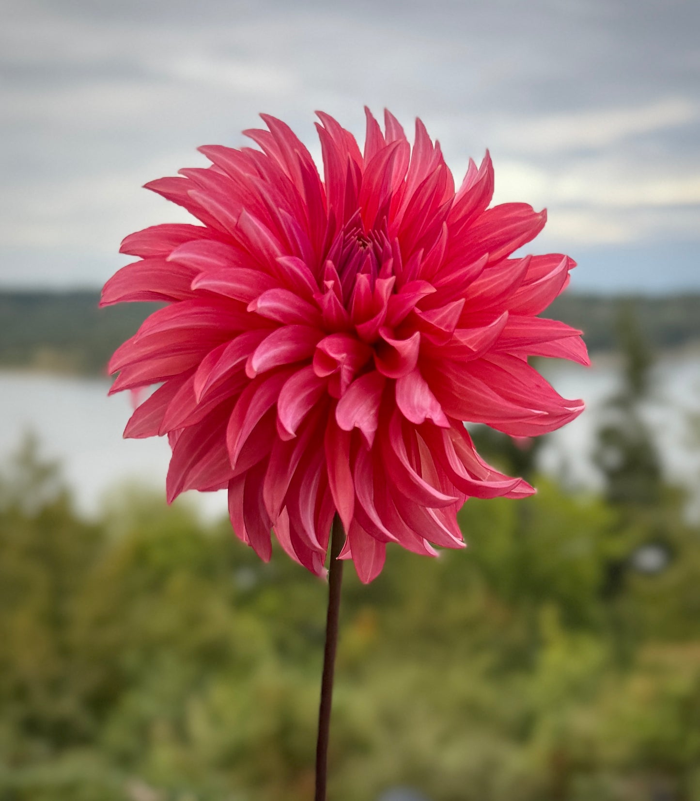 Sandia Ruthie