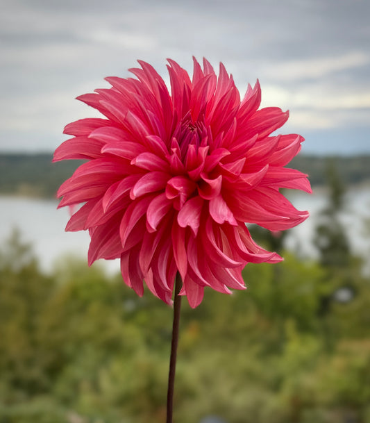 Sandia Ruthie