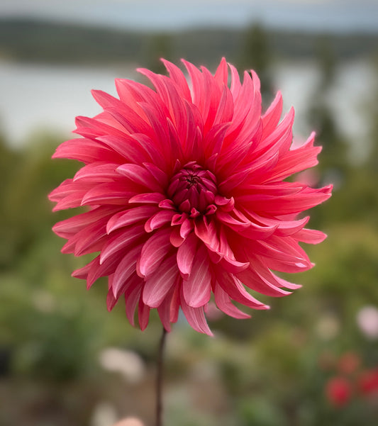 Sandia Ruthie