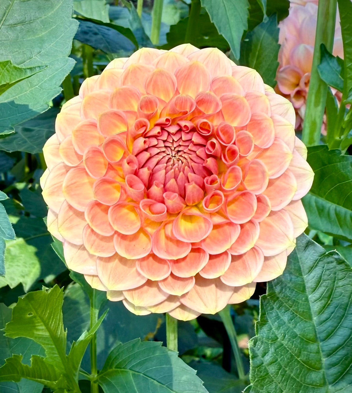 20th Ave Softer Peach
