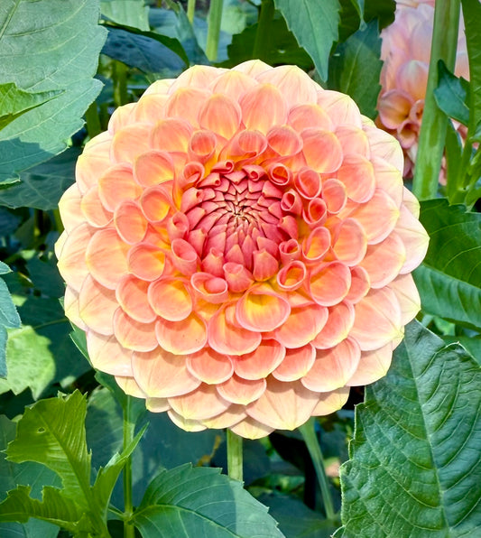 20th Ave Softer Peach