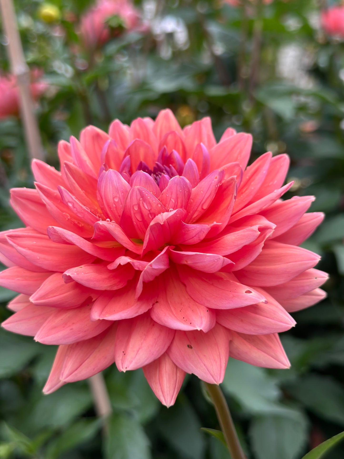 Dutch Pearl