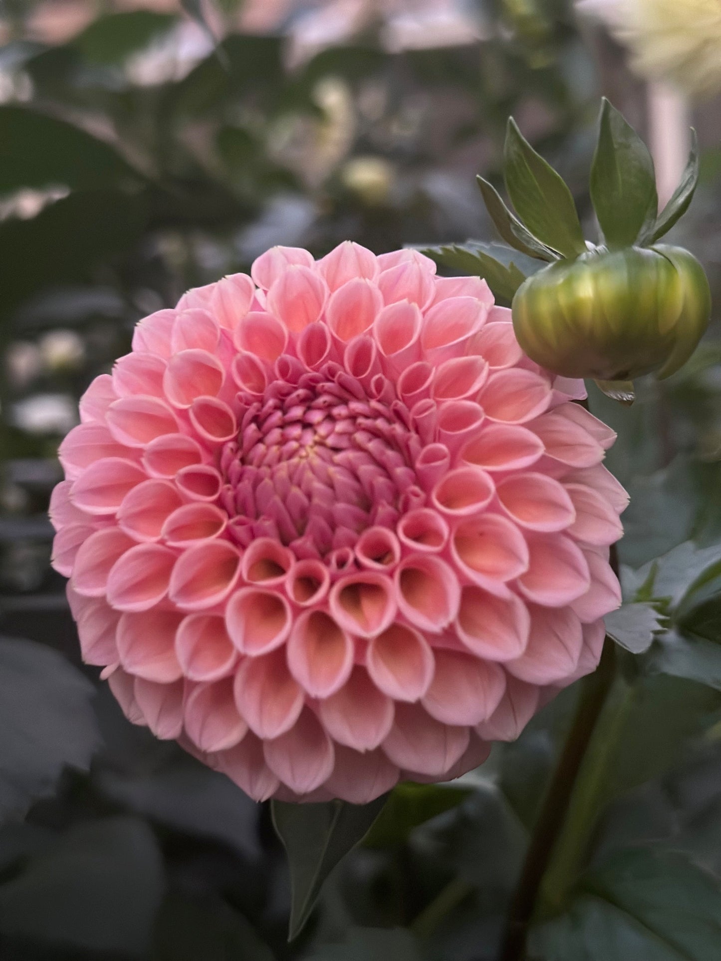 Bracken Rose