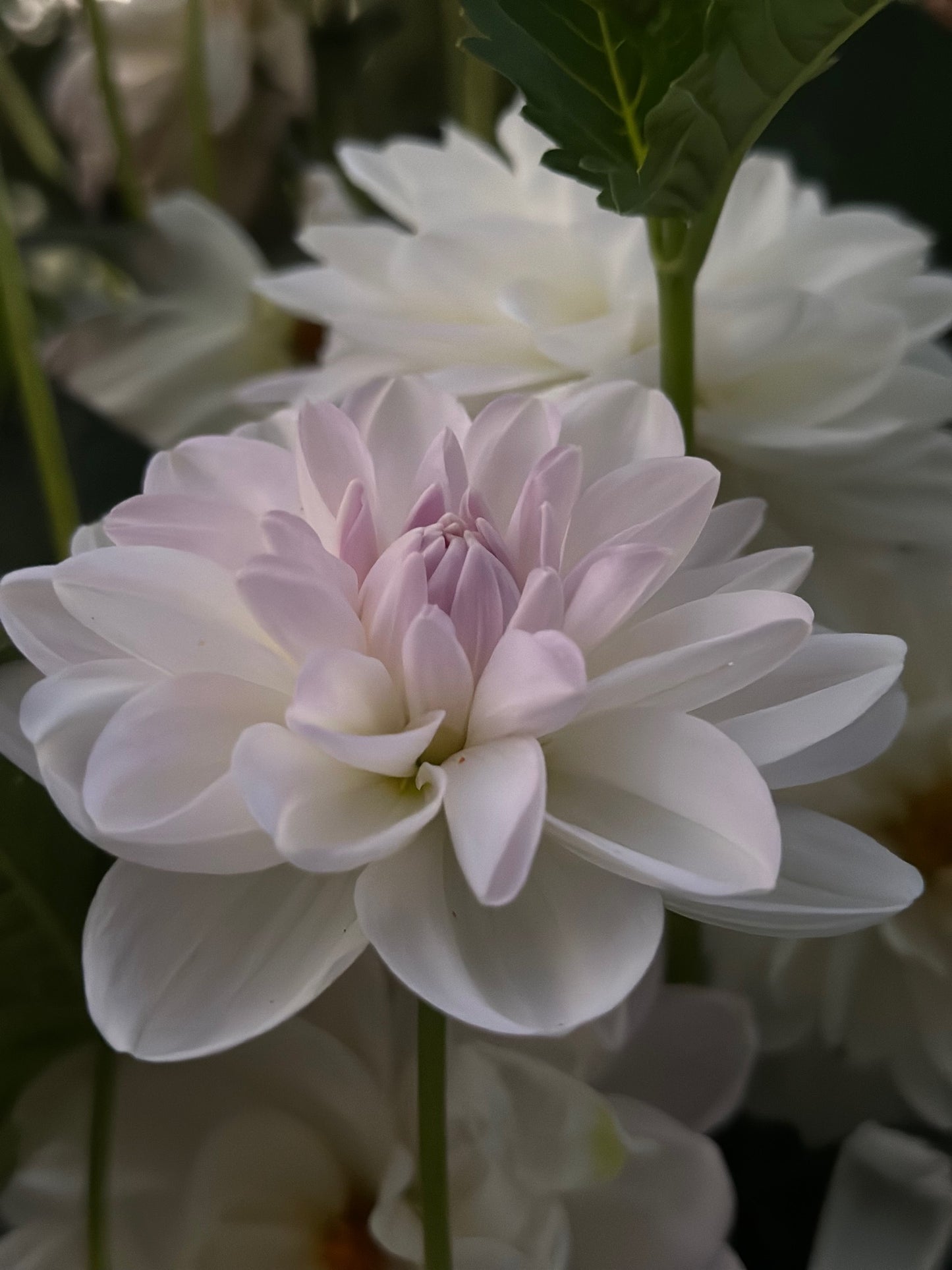 Porcelain