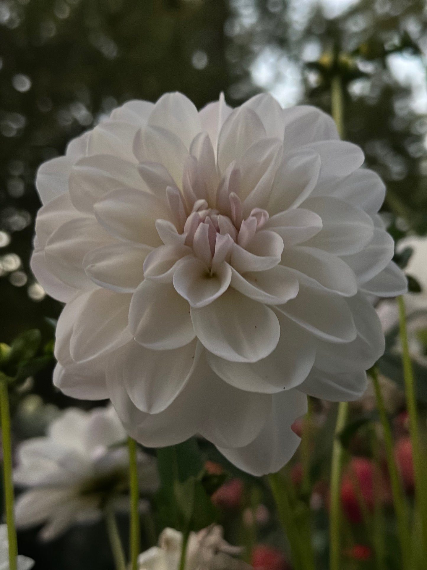 Porcelain