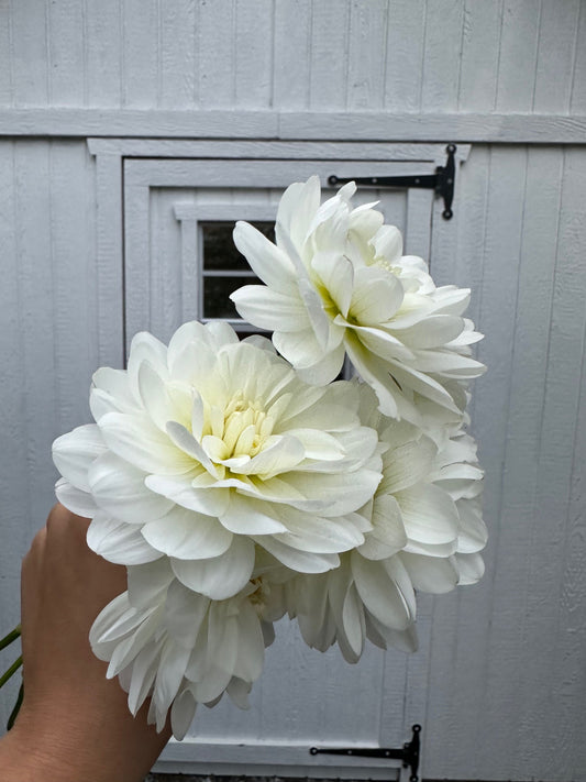 White Onesta