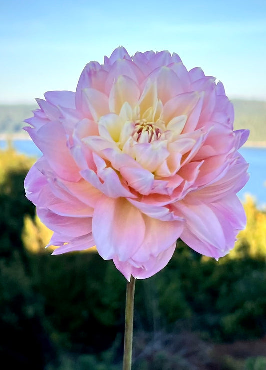 Rosemary Webb