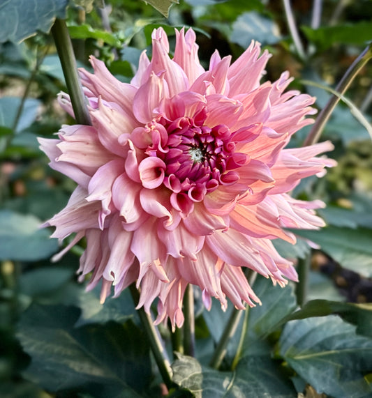 La Belle Epoque