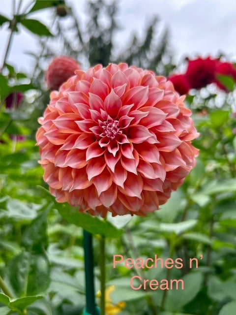 Peaches 'n' Cream