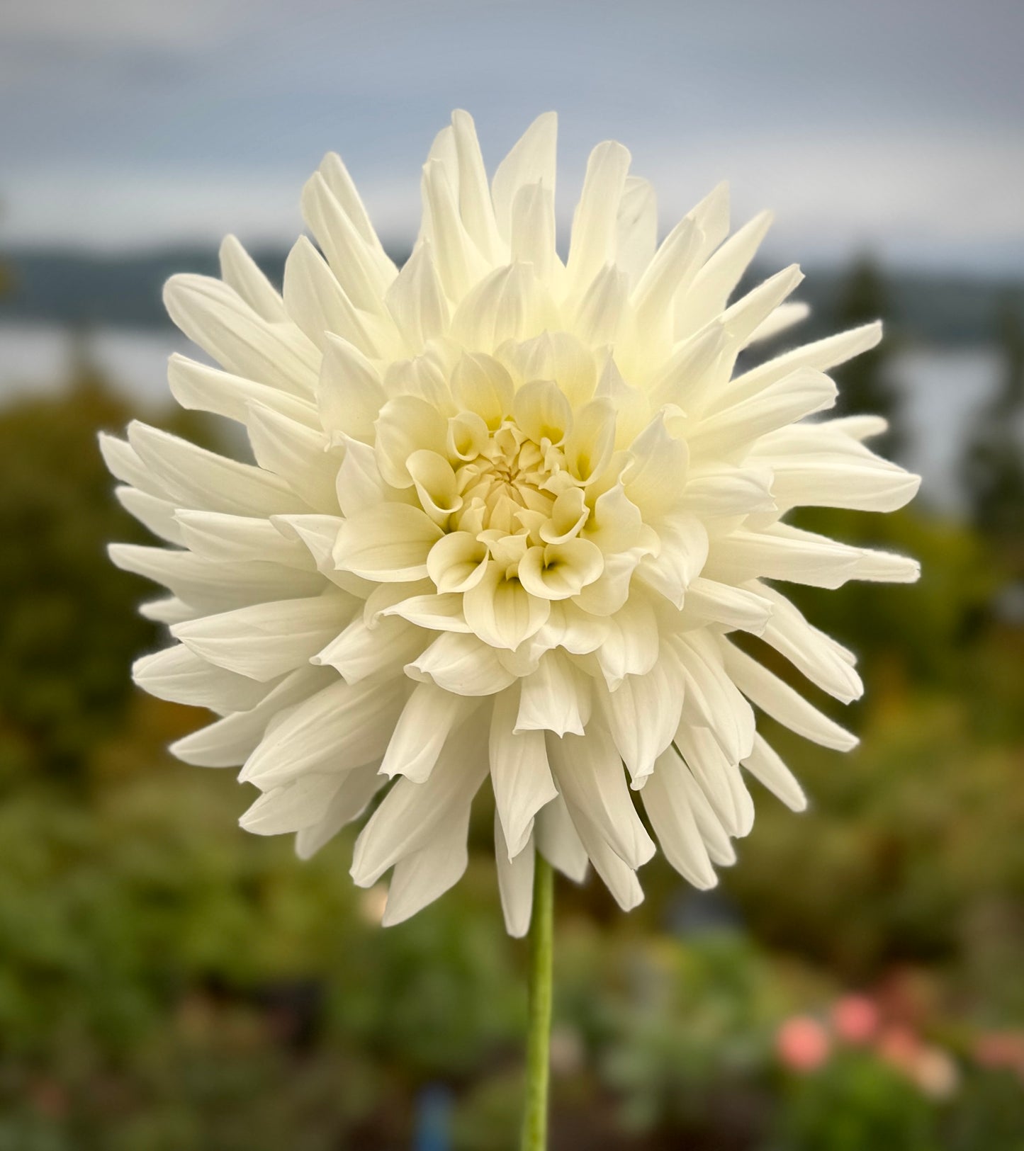 Ferncliff Starlight