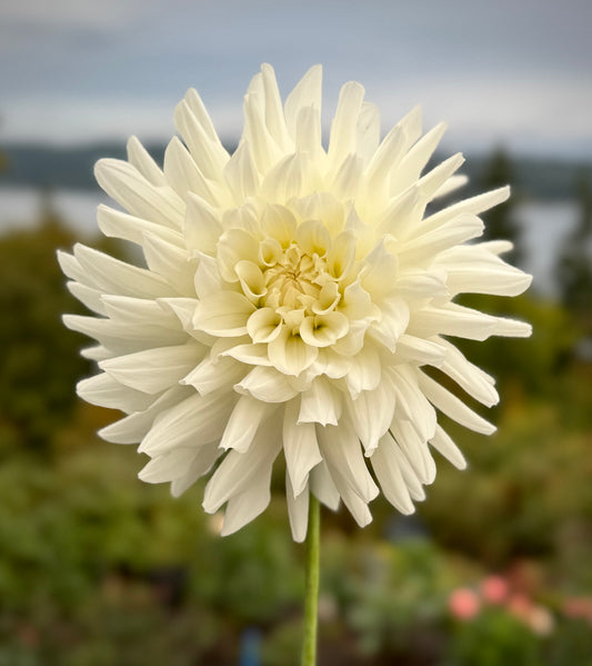 Ferncliff Starlight