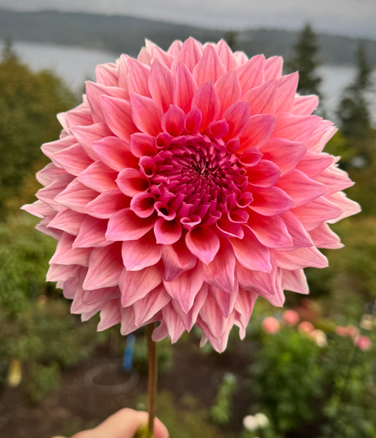 Wyn's Pink Pearl