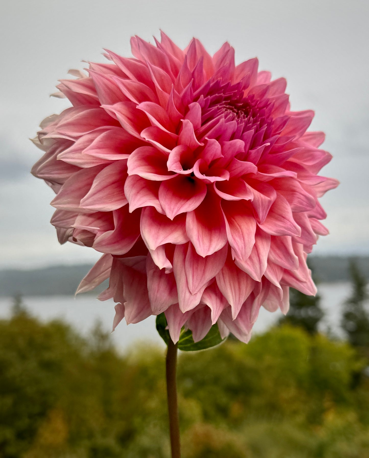 Wyn's Pink Pearl