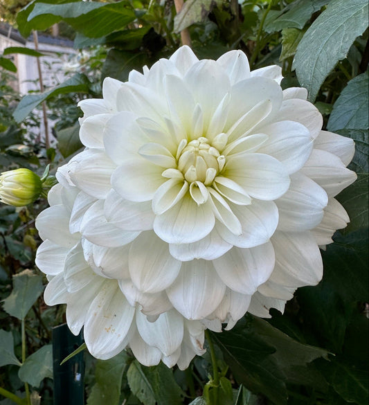 White Onesta