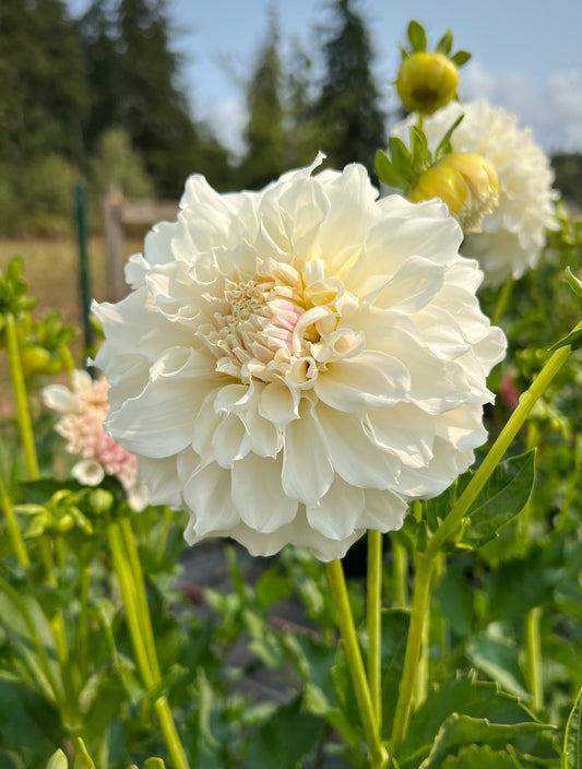 Irish Ruffles