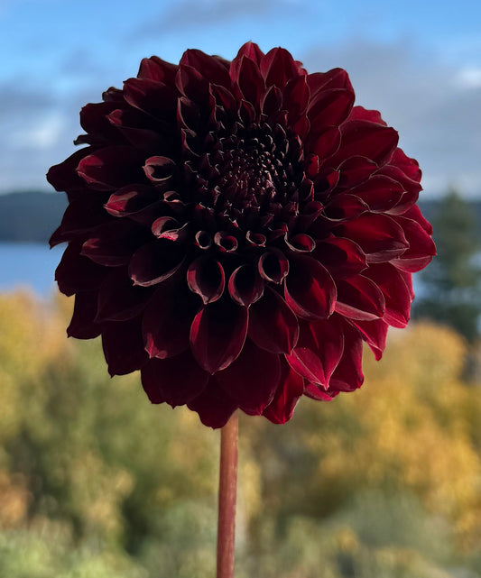 River's Dark Chocolate