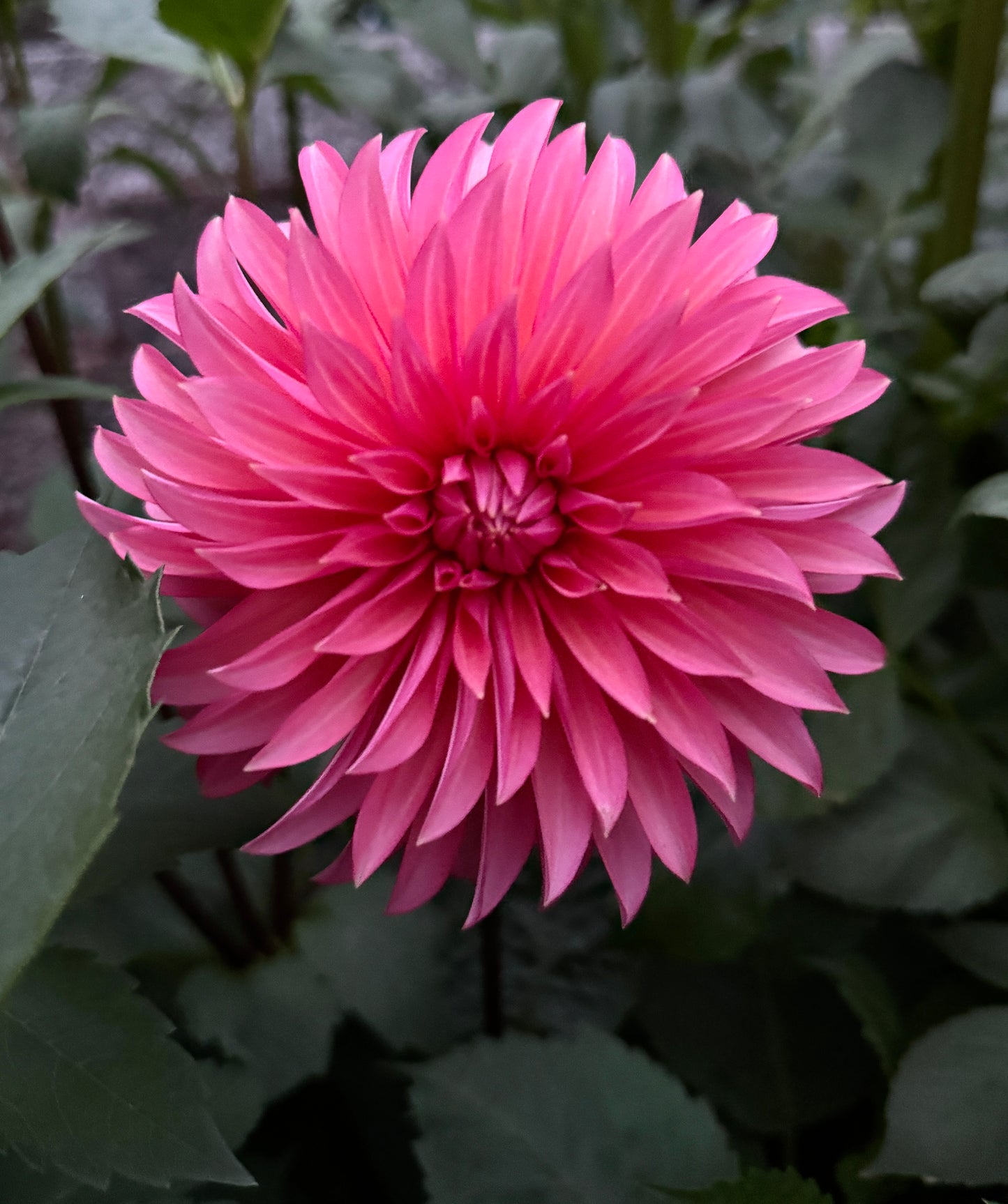 Sandia Ruthie