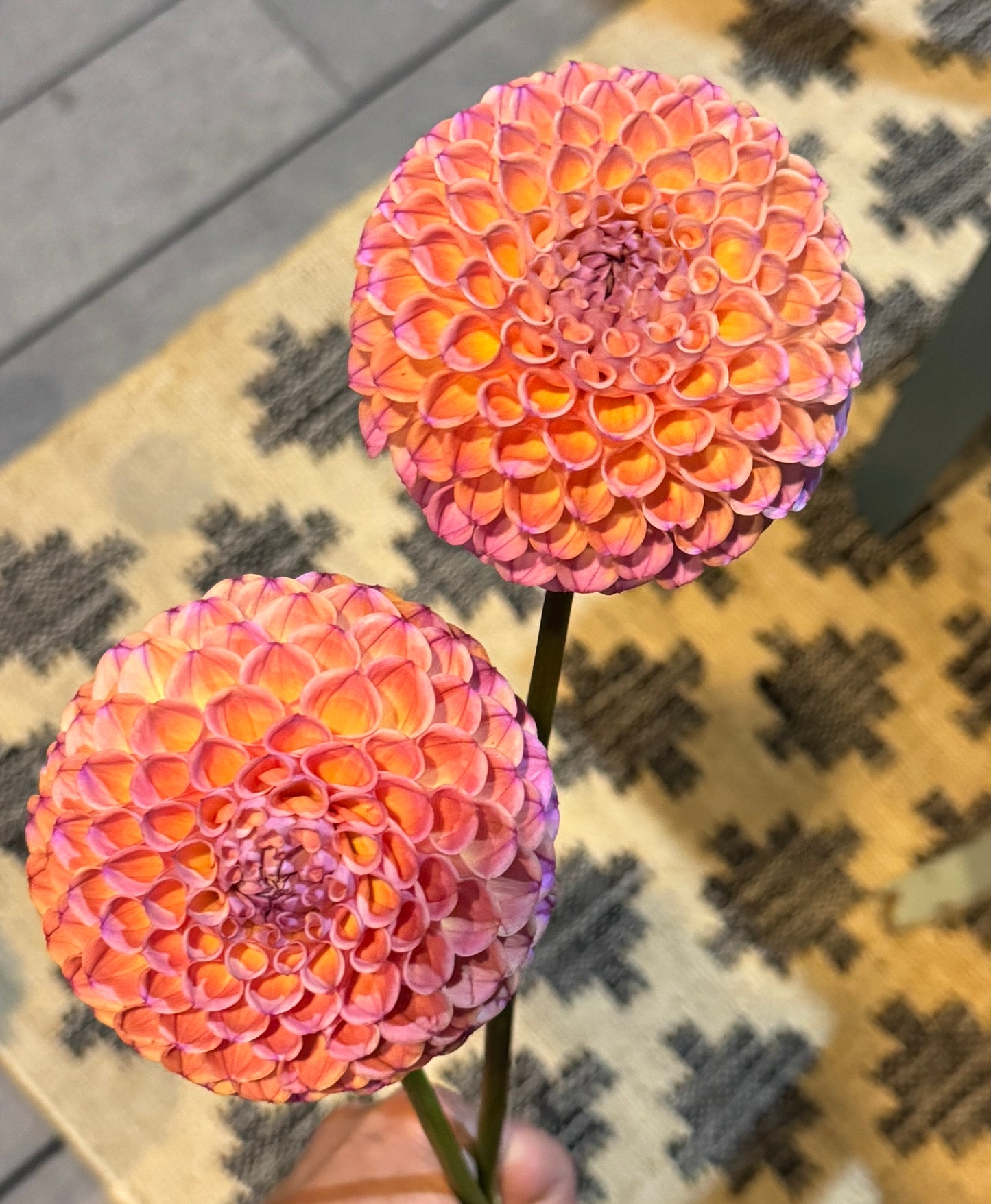 Hapet Coppery
